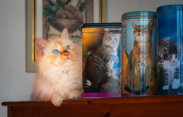 Картинка кошка, кот, банка, фотографии