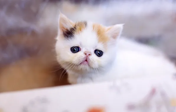 Картинка кошка, белый, кот, взгляд, котенок, фон, глазки, маленький