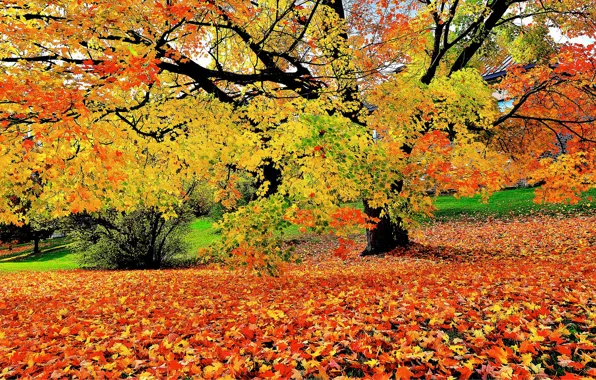 Картинка осень, деревья, листва, цвет, ранняя, опавшая