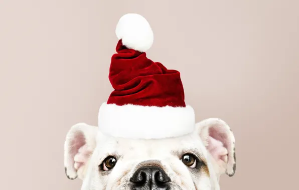 Картинка собака, Новый Год, Рождество, щенок, санта, Christmas, puppy, dog