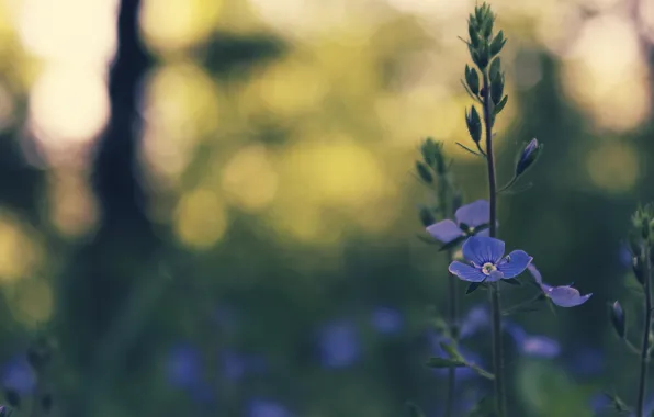 Картинка цветок, трава, синий, весна, боке