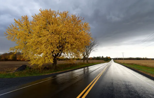 Картинка дорога, осень, дерево