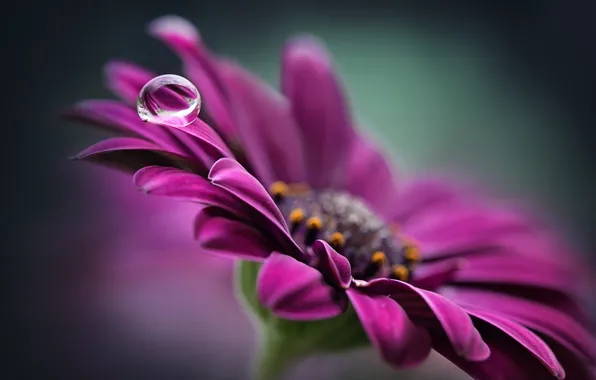 Colors, colorful, flower, macro, purple, petals, water drop
