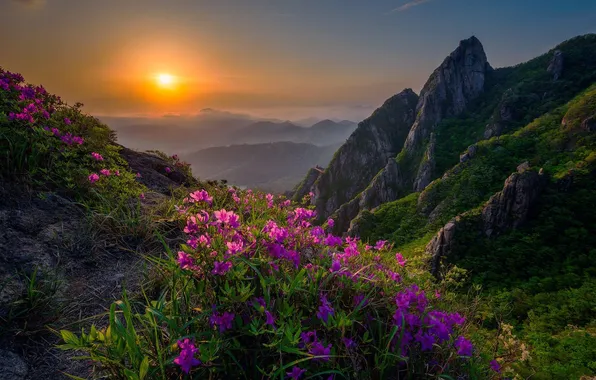 Солнце, закат, цветы, горы, туман, скалы, весна, даль