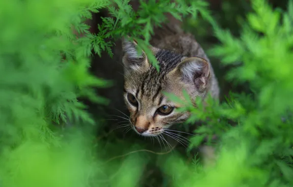 Зелень, кошка, взгляд, листья, природа, котенок, серый, фон