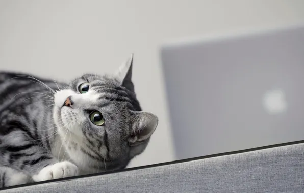 Кошка, кот, взгляд, поза, лежит, серый фон, мордашка, шотландский