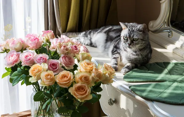 Кошка, кот, свет, цветы, поза, розы, букет, зеркало
