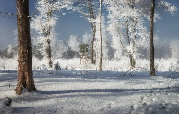 Картинка зима, иней, лес, снег, ветки, мороз