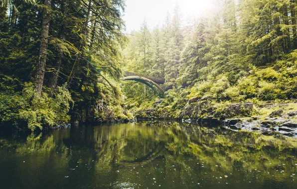 Лес, деревья, мост, Washington, Molton Falls