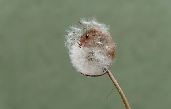 Природа, одуванчик, мышка, мышь-малютка