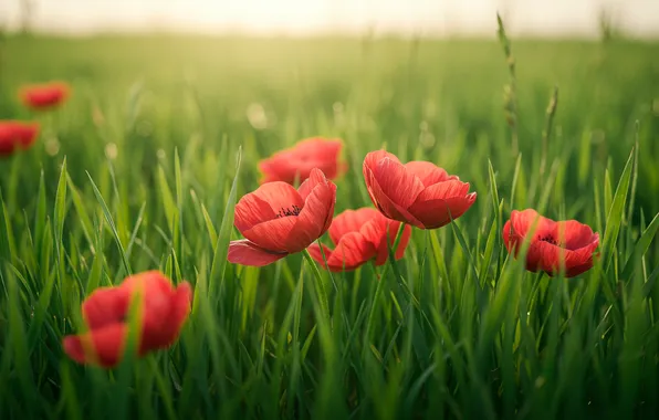 Поле, трава, обои, маки, wallpaper, grass, field, боке