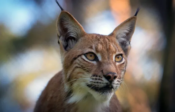 Картинка взгляд, морда, природа, фон, портрет, рысь, дикая кошка, боке