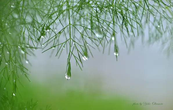 Ветки, туман, растение, зеленые, капли воды, Yoko Okamoto, аспарагус, сыро