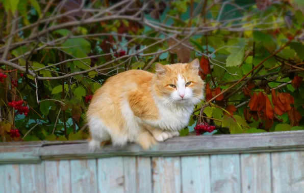 Картинка осень, взгляд, забор, Кошка, рыжий, сидит, cat, равновесие
