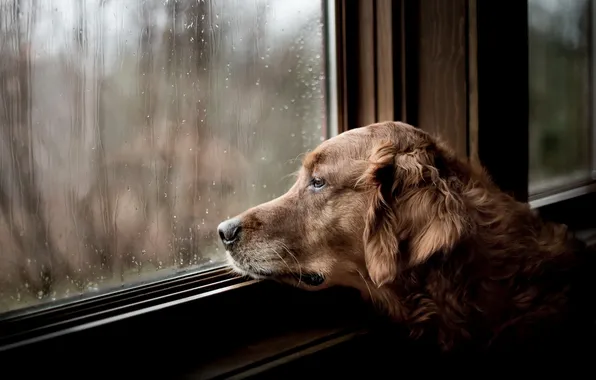 Картинка грусть, взгляд, дом, друг, собака, окно, ожидание