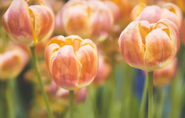 Цветы, лепестки, тюльпаны