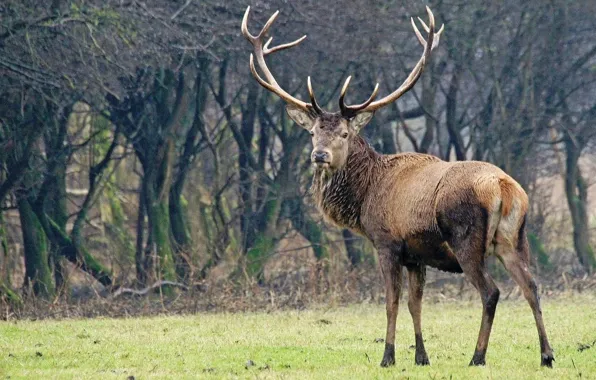 Animals, deer, wildlife