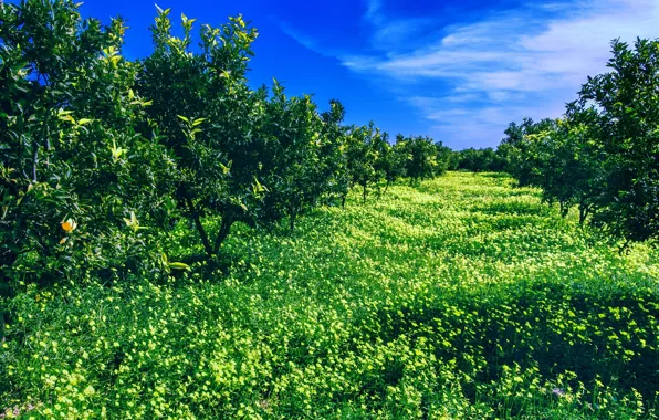 Небо, деревья, пейзаж, природа, сад, sky, trees, landscape