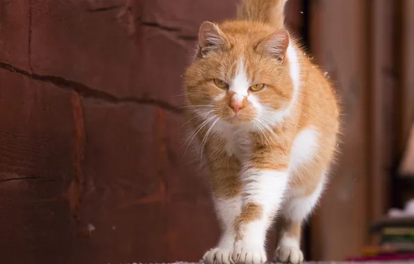 Зима, кошка, кот, взгляд, морда, снег, стена, рыжий