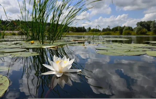 Вода, водоросли, отражение, кувшинка