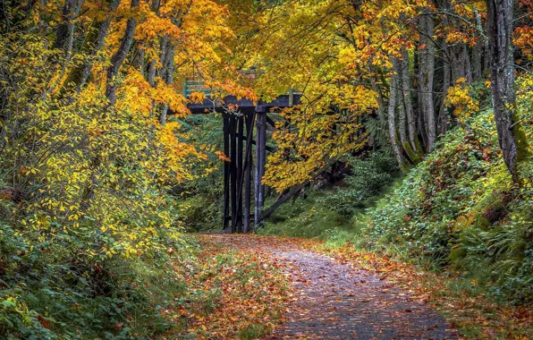 Картинка осень, лес, тропинка