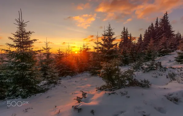 Зима, лес, солнце, снег, природа