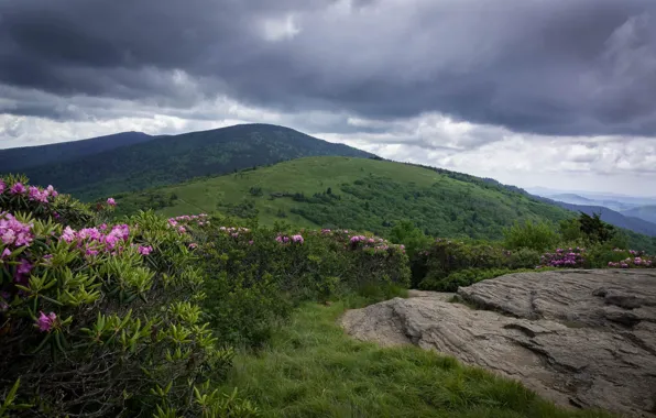Цветы, горы, холмы, Азия, кусты, азалия, рододендроны