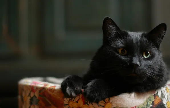 Картинка кот, взгляд, фон, черный