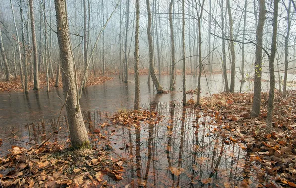 Осень, лес, природа