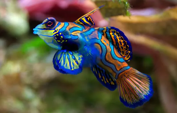 Картинка цвета, аквариум, Рыба