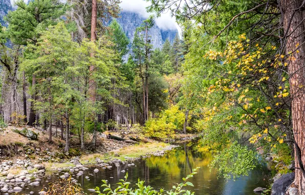 Картинка осень, лес, деревья, камни, скалы, Калифорния, США, речка