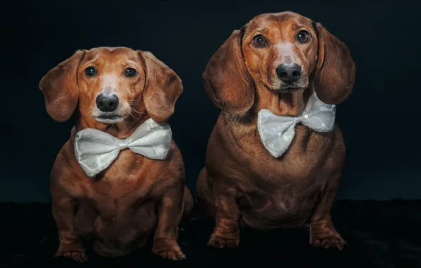 Собаки, бабочки, две, портрет, такса, two, dogs, portrait