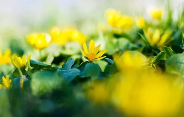 Картинка flower, yellow, flowers, garden. spring