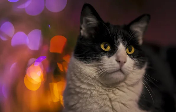 Кошка, кот, взгляд, морда, портрет, боке