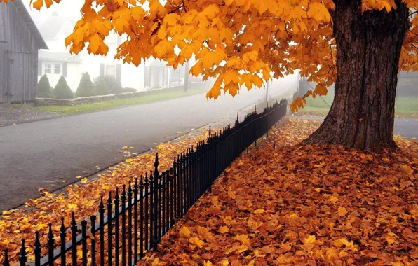 Дорога, осень, листья, дерево, клен