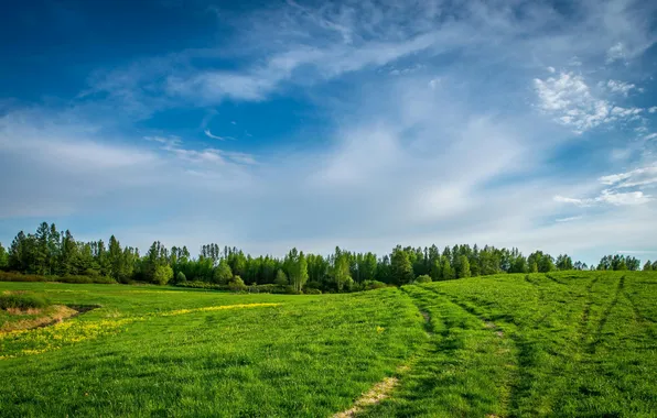 Картинка поле, лес, небо, трава, облака, деревья, пейзаж, природа