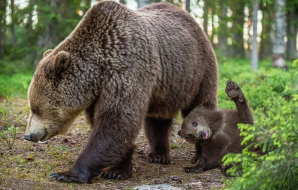 Лес, животные, природа, поза, звери, хищники, медведи, медвежонок