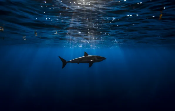 Картинка Shark, Blue, Black, Water, Ocean, Waves, Depth