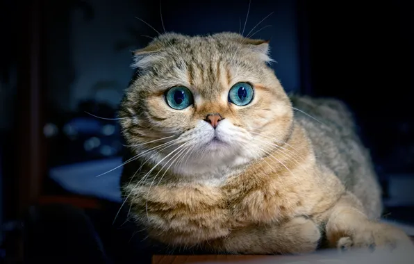 Кошка, взгляд, мордочка, Шотландская вислоухая кошка