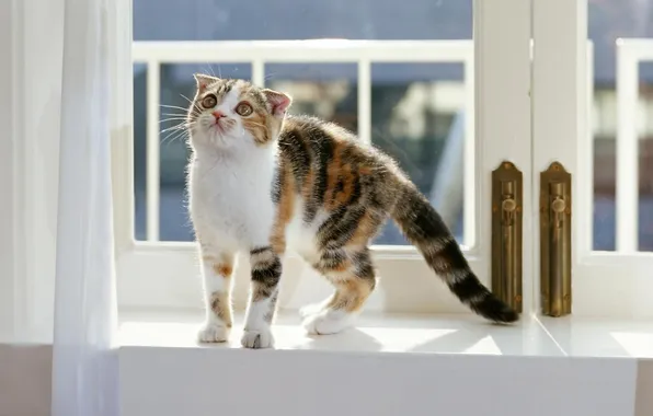 Картинка кошка, обои, окно