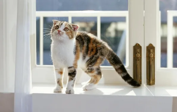 Кошка, обои, окно