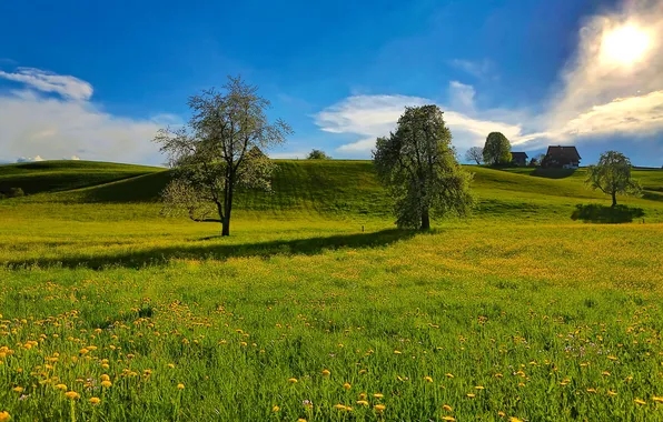 Картинка поле, трава, деревья, цветы, природа, дом, холмы