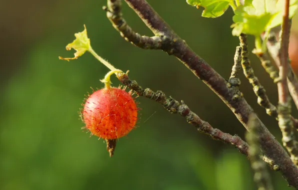 Fruit, twig, gooseberry