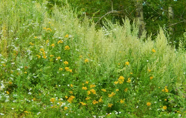 Картинка лето, трава, деревья, цветы, природа, widescreen, обои, wallpaper