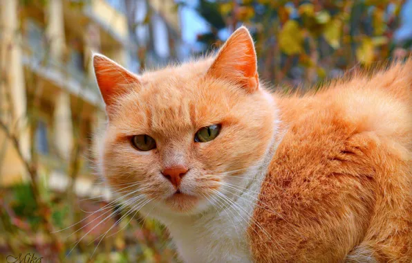 Картинка Взгляд, Cat, Рыжая кошка