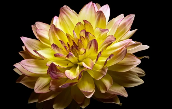 Цветы, природа, фон