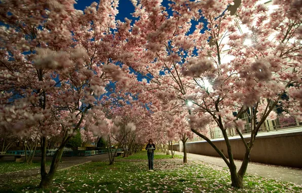 Деревья, город, парк