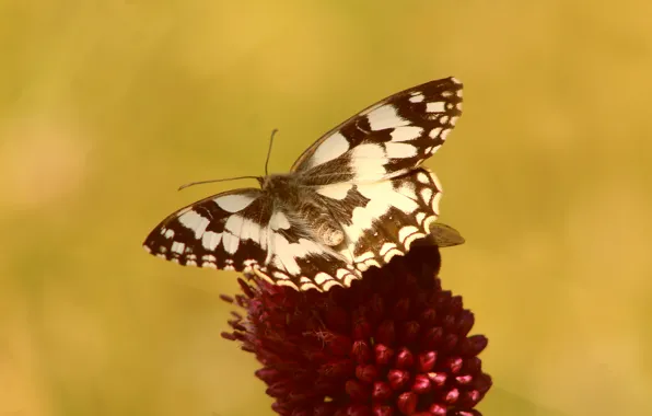 Flower, butterfly, insect