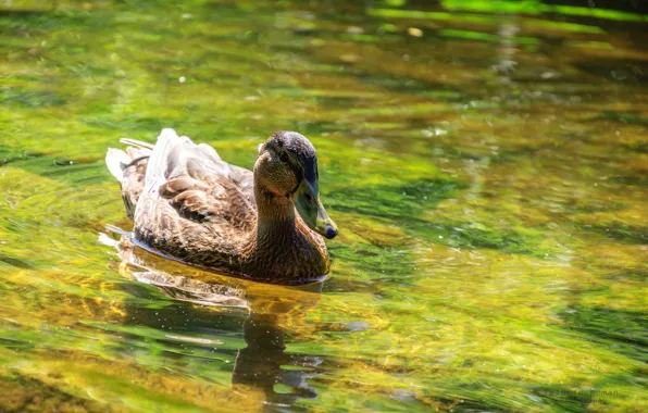 Green, dark, light, nature, yellow, bird, water, brown