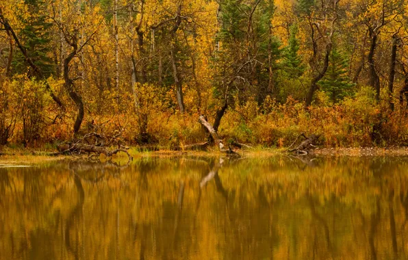 Картинка осень, лес, вода, деревья, природа, река